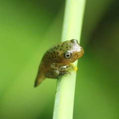 Rhacophorus malabaricus