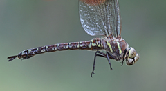 Aeshna palmata