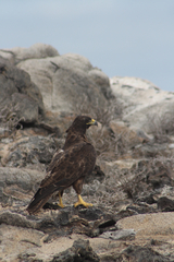 Buteo galapagoensis