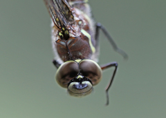 Aeshna palmata