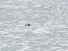 Phoca vitulina richardii