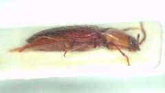 Hapatesus kershawi