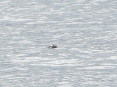 Phoca vitulina richardii