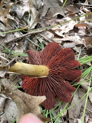 Cortinarius semisanguineus