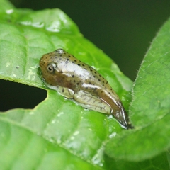 Rhacophorus malabaricus