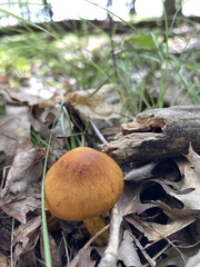 Cortinarius semisanguineus