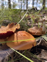 Cortinarius semisanguineus