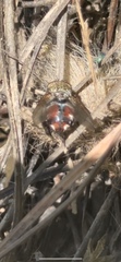 Tachinini
