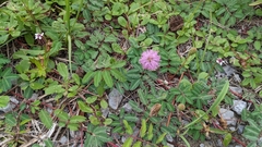 Mimosa strigillosa