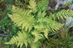 Dryopteris expansa