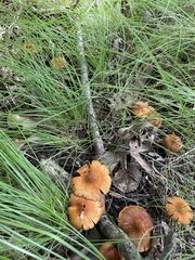 Cortinarius semisanguineus