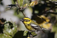Setophaga townsendi