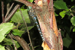 Aeshna canadensis
