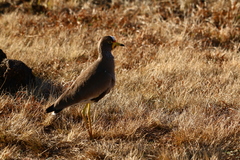 Vanellus senegallus lateralis