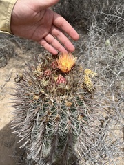 Ferocactus santa-maria