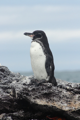 Spheniscus mendiculus