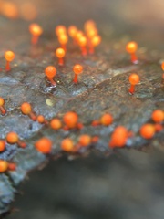 Hemitrichia decipiens