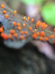 Hemitrichia decipiens