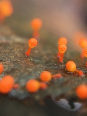 Hemitrichia decipiens