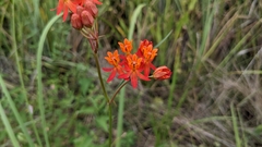 Asclepias lanceolata