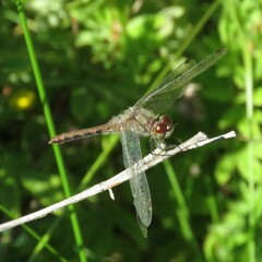 Sympetrum internum