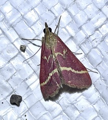 Pyrausta volupialis