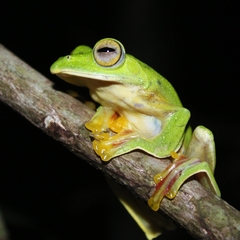 Rhacophorus malabaricus