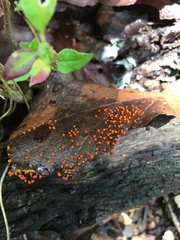 Hemitrichia decipiens