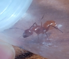 Camponotus schaefferi