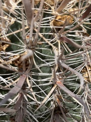 Ferocactus santa-maria