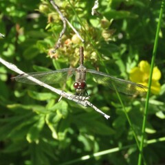Sympetrum internum