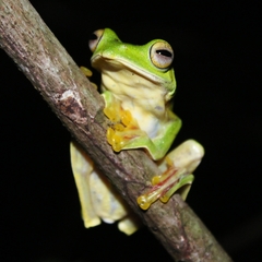 Rhacophorus malabaricus