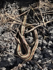Thamnophis elegans terrestris