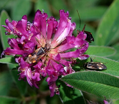 Adelphocoris seticornis