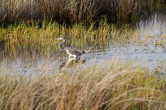 Egretta tricolor