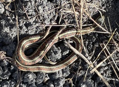 Thamnophis elegans terrestris