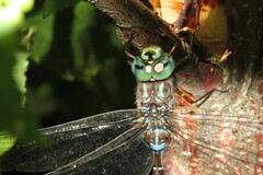 Aeshna canadensis