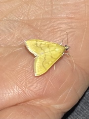 Pyraustini