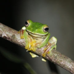 Rhacophorus malabaricus