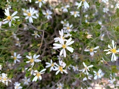 Olearia muelleri
