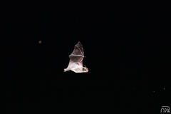 Myotis hasseltii