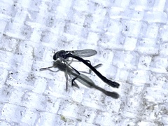 Leptogastrinae