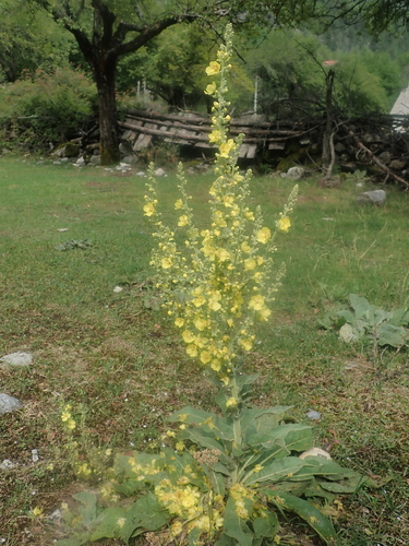 Showy mullein (Verbascum speciosum)
