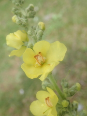 Verbascum speciosum