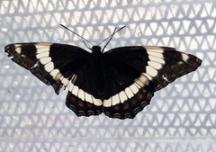 Limenitis arthemis arthemis