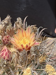 Ferocactus santa-maria