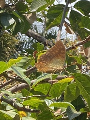 Charaxes