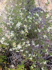 Olearia muelleri