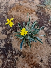 Goodenia willisiana