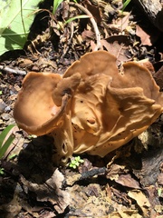 Helvella acetabulum
